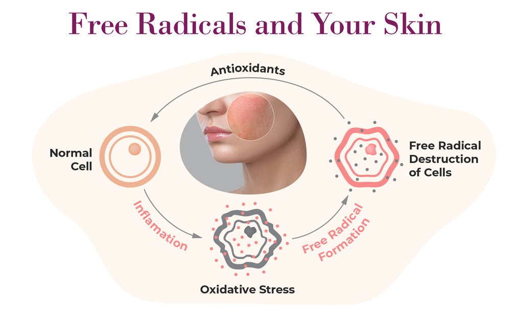 Free Radicals and Antioxidants: One of These is Not Like the Other