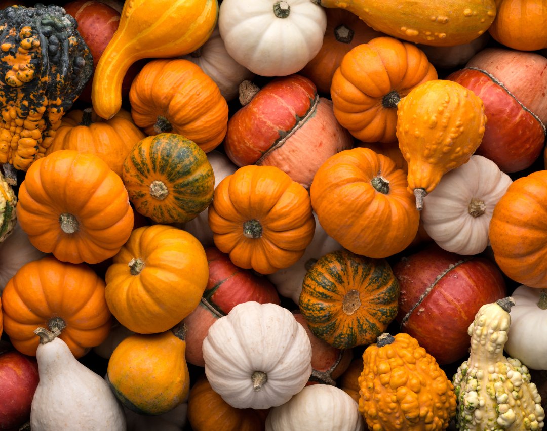 [The Routine] The Power of Pumpkin